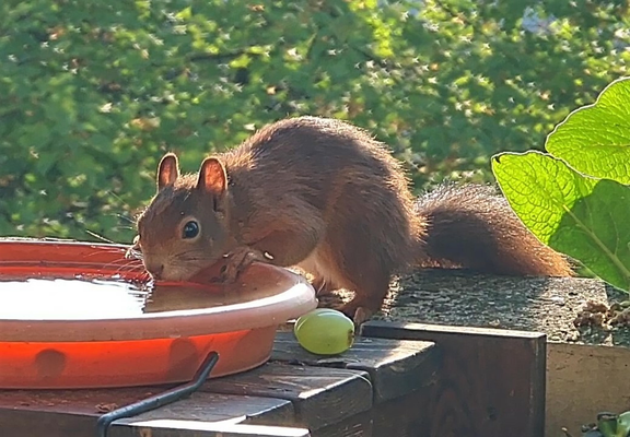 Rotes Eichhörnchen trinkt aus Untersetzer.