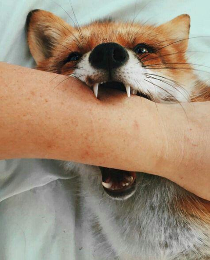 Picture of a Fox