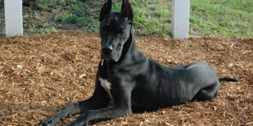 A black Great Dane puppy sitting on brown mulch with white fence and some green grass behind. "Why every organization should enable DANE"
English: A black Great Dane puppy.
Source: https://www.flickr.com/photos/92123561@N00/720806587
Author: https://www.flickr.com/photos/92123561@N00
CCA2 Generic License.