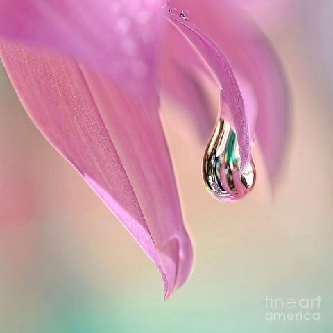 https://fineartamerica.com/saleannouncement.html?id=a4056e14417e507a1cd0ccd53e3cd157

https://fineartamerica.com/saleannouncement.html?id=9a8699fde1b1e707bd38b81291551207

https://fineartamerica.com/saleannouncement.html?id=f69f68500baab0adb7fe9d583dc30e6b

https://fineartamerica.com/saleannouncement.html?id=ff23293aad26abe745862551265d25e0

https://kaye-menner.pixels.com/saleannouncement.html?id=4b9a41f926e0ceb77d6b32ad3537cf8c

https://fineartamerica.com/saleannouncement.html?id=e502b96f0c8114347282deea30cd4cdc

Lots of contest wins on FAA.

Macro photograph of a pretty water droplet ready to drip clinging onto a small Dahlia petal with a soft background bokeh. There are pretty reflections or refractions in the droplet from the plants behind. In other words, the droplet is refracting the image and light from the plants or garden behind it.

Kaye Menner

https://kaye-menner.pixels.com/featured/spring-raindrop-by-kaye-menner-kaye-menner.html

THE FINE ART AMERICA LOGO WILL NOT APPEAR ON PURCHASED PRINTS OR PRODUCTS.