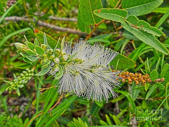 I captured this image of this Callistemon citrinus “White Anzac” flower in a in a hospital garden in the north of Sydney, NSW, Australia. This garden had numerous Australian native plants.

The Callistemon citrinus 'White Anzac' is a white-flowered cultivar of the Crimson Bottlebrush, known for its sprawling habit growing to about 1 meter high and 3 meters wide, and its white to creamy white bottlebrush-like flowers, which appear in clusters, according to the Australian Plants Society. The cultivar was discovered in a wild population at Anzac Cove, Sydney.

The attractive white blooms fade to cream as they mature. It's a popular choice for native gardens, attracting nectar-feeding birds and butterflies.

Callistemon is a genus of around 30 species in the Myrtle family (Myrtaceae). All except four species are endemic to Australia, the others occurring in New Caledonia. Callistemons are commonly known as “bottlebrushes” because of the cylindrical, brush-like shape of the flower spike.

THE FINE ART AMERICA LOGO WILL NOT APPEAR ON PURCHASED PRINTS OR PRODUCTS.

THE FINE ART AMERICA LOGO WILL NOT APPEAR ON PURCHASED PRINTS OR PRODUCTS.

By Kaye Menner Photography
https://kaye-menner.pixels.com/featured/callistemon-bottlebrush-flower-by-kaye-menner-kaye-menner.html

THE FINE ART AMERICA LOGO WILL NOT APPEAR ON PURCHASED PRINTS OR PRODUCTS.