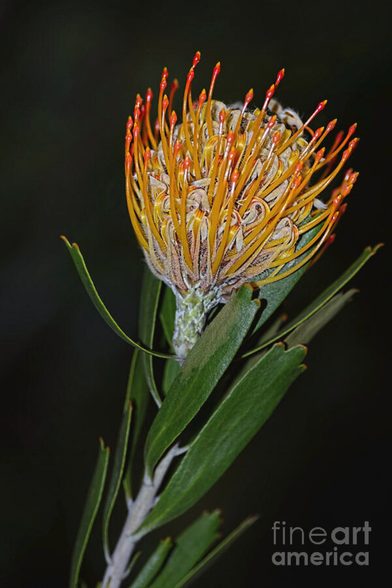 I photographed this flower at my home in Sydney as a still life image from a native bouquet which was given to me as a gift.

A vibrant Protea flower displays striking yellow and orange hues with long, thin petals extending outward. The flower contrasts beautifully against a dark background, highlighting its unique structure and vivid colors.

This flower is a Pincushion Protea (Leucospermum species), native to South Africa and also grown in parts of Australia.
It is characterized by its striking, spherical flower head made up of long, slender, brightly colored styles—usually yellow, orange, or red—that resemble pins in a pincushion. The bloom is supported by leathery green leaves, and the plant is well-adapted to dry, sunny environments, making it a popular ornamental in gardens and floral arrangements.
Leucospermum cordifolium is an upright, evergreen shrub of up to 1½ m high from the Proteaceae. The flower heads are globe-shape with a flattened top, 10–12 cm in diameter, and are carried individually or with two or three together mostly at a right angle to its branch. Wikipedia
Scientific name: Leucospermum cordifolium
Family: Proteaceae
Genus: Leucospermum

Kaye Menner Photography

https://kaye-menner.pixels.com/featured/golden-pincushion-bloom-by-kaye-menner-kaye-menner.html