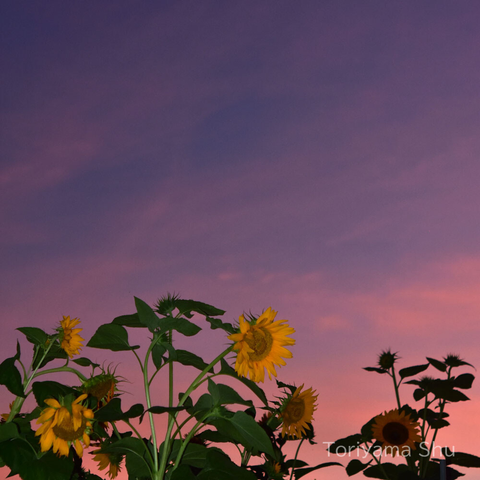 夕暮れの空を背景にしたヒマワリ