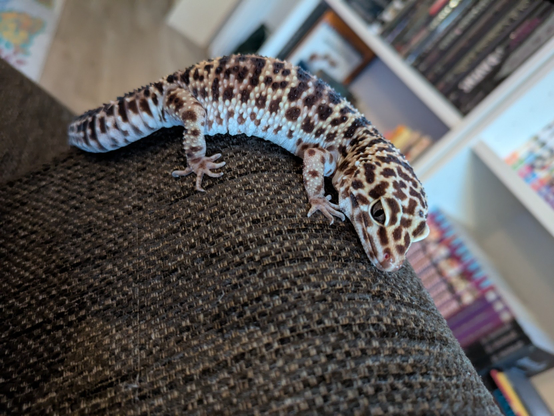 Leopard gecko sitting on the edge of a couch cushion