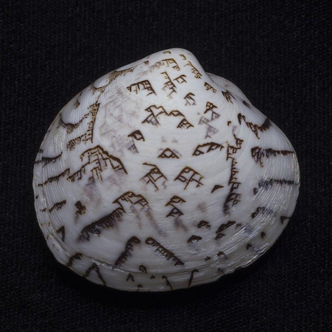 A photo of the Lioconcha Hieroglyphica clam