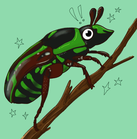 a digital artwork of a fiddler beetle, a black, dark red and bright green beetle, clinging to a brown branch against a pale green background. the beetle has large round eyes, and exclamation marks drawn above its head, as well as hand drawn stars.