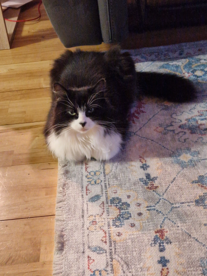 A black and white Cat sitting like a loaf (legs tucked underneath her body) on a grey-ish mat