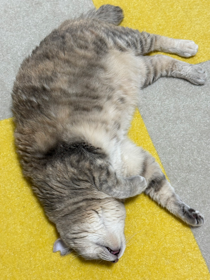 床に転がる猫