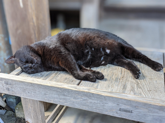 Gorgeous chubby black cat asleep at Umenomiya Taisha.