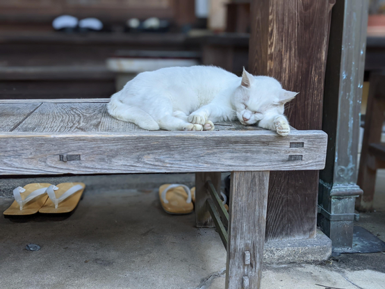 White cat asleep on the visitor benches at Umenomiya Taisha.