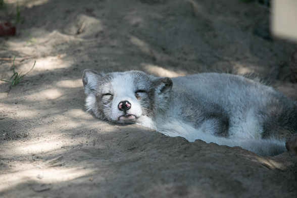 An arctic fox looking rather k.o. from the warm weather. He dozes off in the shade.