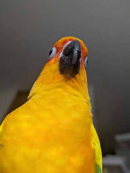 A photo of a sun conure.