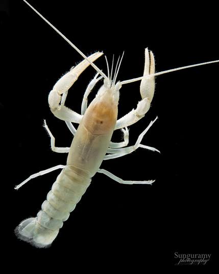 A solid black background makes the pigment-less white/clear crayfish stand out. The antennae are so long they continue out of frame. Five legs on each side, with the first chelipod ("pinchers") and the other four being walking legs. We are looking at the dorsal (top) view and it it is headed upwards.