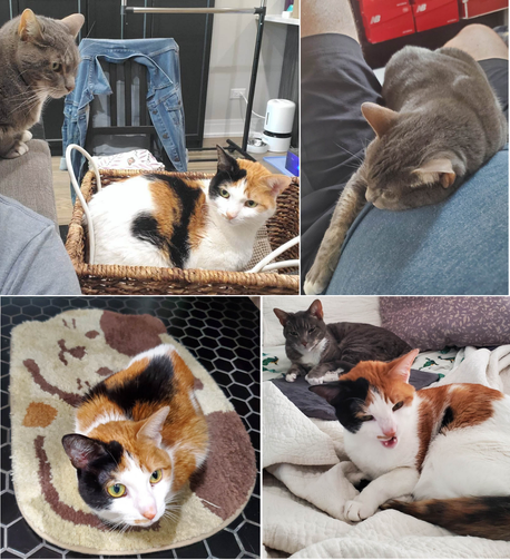 A photo collage of my cats Pam and Susie. Top L to R: Susie sitting over my shoulder while Pam sits in a wicker basket filled with jump and looks at me incredulously, Susie sleeping on me, Pam sitting on a calico bathroom mat to match her, and both cats chilling on a bed with Pam mid-yawn. 