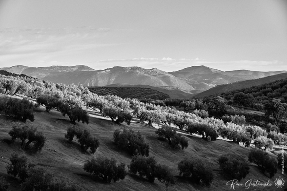 Black and white photo of olive trees on sloping hills, with mountains in the background under a mostly clear sky. The scene is peaceful and natural, showcasing varying shades of light and shadow.