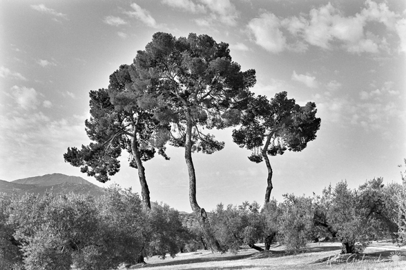 Three tall pine trees stand prominently in an olive grove, with mountains in the background and a partly cloudy sky overhead in this striking black and white photograph.