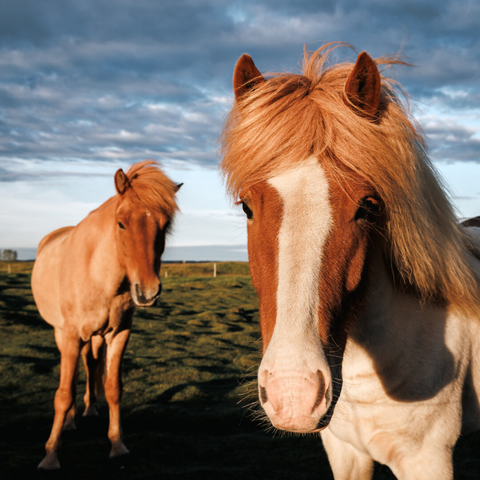 two horses in a grassy field looking at the camera