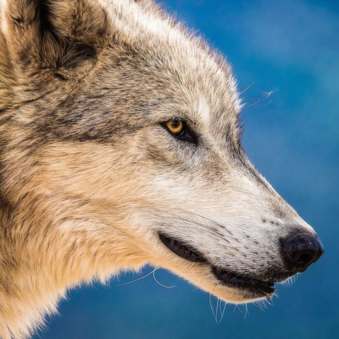 A picture of a wolf.