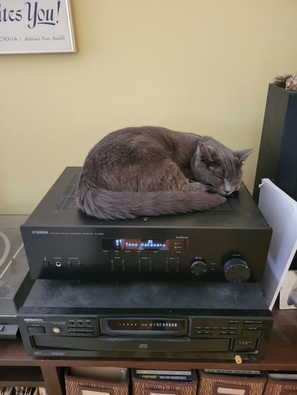 A small gray cat curled up on a stereo receiver. The receiver readout says "Tomo Nakayama".