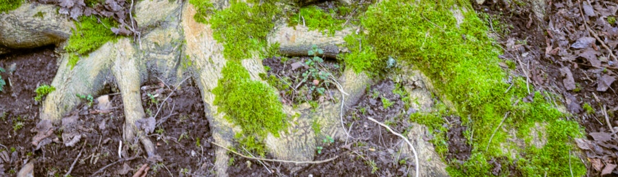 Tree stub with moss