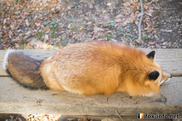 Picture of a Fox