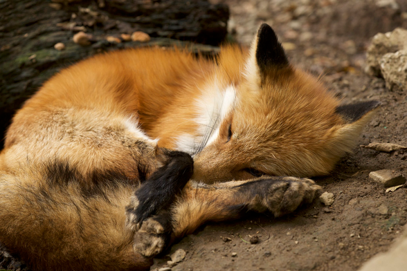 A red fox half stretching and half curled up into a croissant. Seems to be half asleep and half awake.