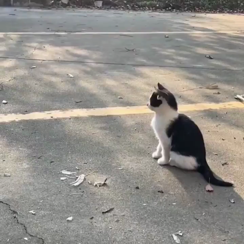 un chat suit de la tête les rebonds d’un ballon