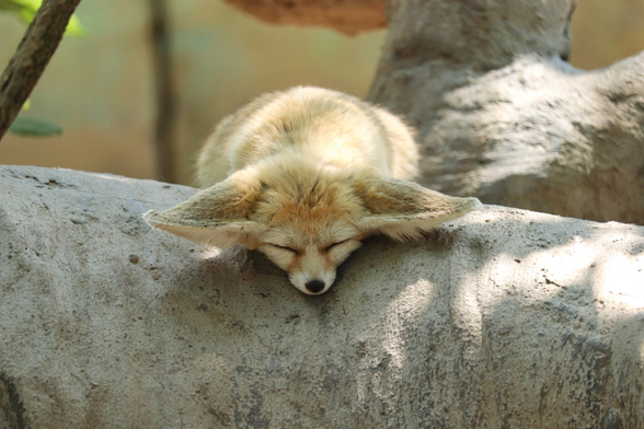 A very sleepy looking fennec is lying over a large branch of a tree. Eyes closed and even ears are hanging down.