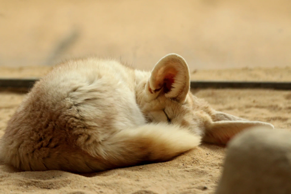 A curled up and very sleepy looking little fennec fox.