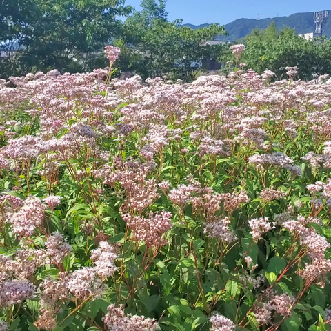 Fields of fujibakama in Ohara.