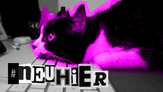 Eine Katze an einem Arbeitsplatz liegt auf einer Tastatur und schaut nach vorn. Das Bild ist in Grautönen, aber die Katze ist in pink gefärbt. Außerdem in bunt zusammen gewürfelten Buchstaben zu lesen: #neuhier