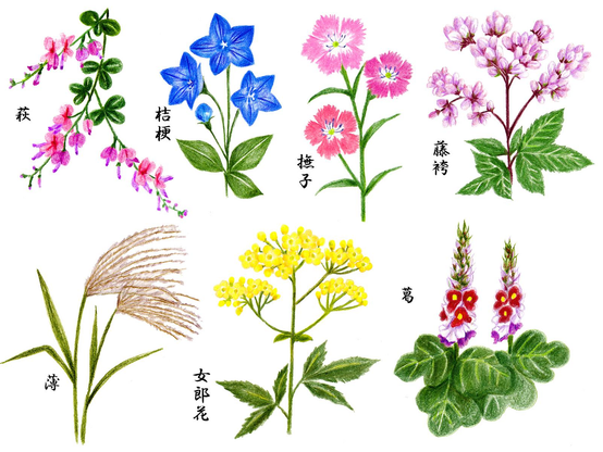 Pictures of the '7 Flowers of Autumn'.

Image thanks - http://ochirato.com/1164.html