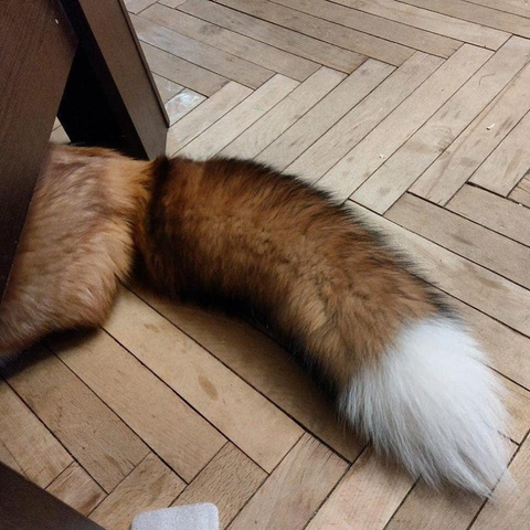 Picture of a Fox