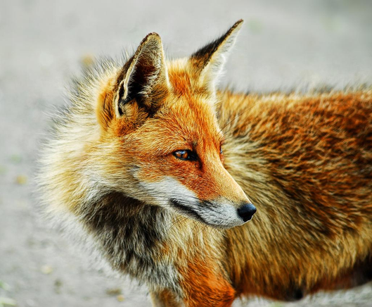 Picture of a Fox