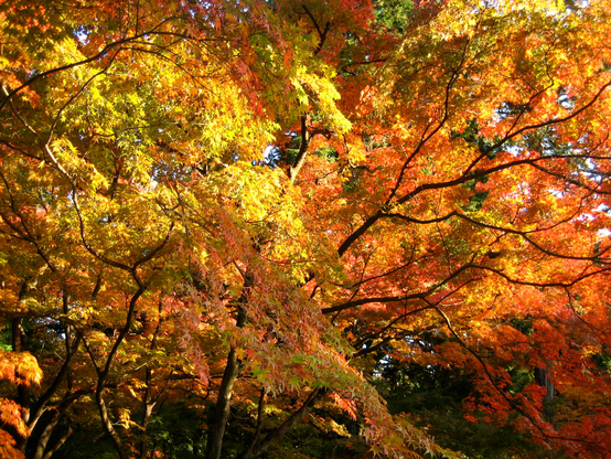 Autumn colours at Shinnyo-do.