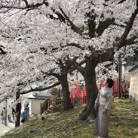 Enjoying the cherry blossoms in Nara.