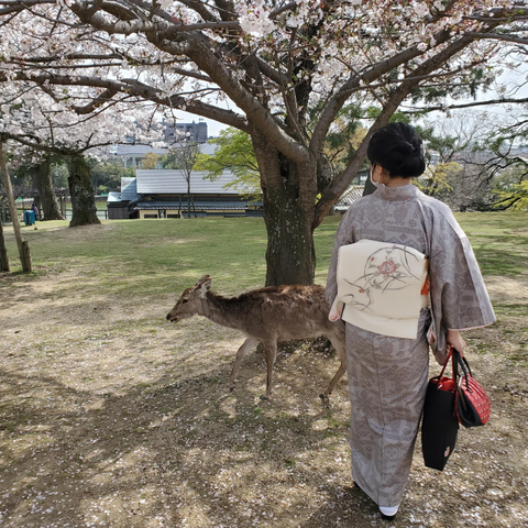 Enjoying the cherry blossoms in Nara.