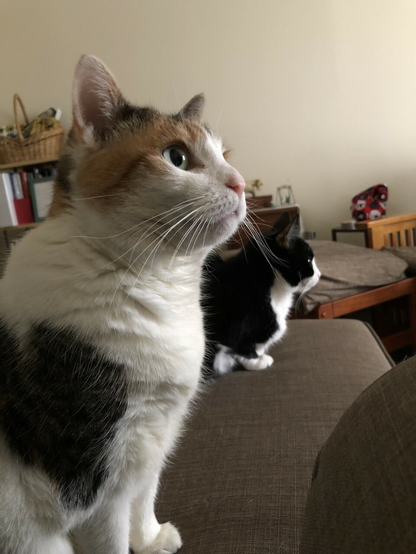 A calico cat sitting in the foreground, looking to the upper right so she's in three-quarter profile. An out-of-focus black and white tuxedo cat is crouched behind her, further down the sofa, looking to the right in profile.