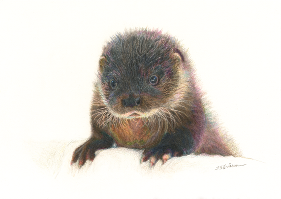 This is a colored pencil drawing of an otter cub named Hughie on a white background. The cub is leaning to a higher edge (that is covered with a white blanket) with its front paws and is looking curiously to the viewer, supposedly looking for care and love.