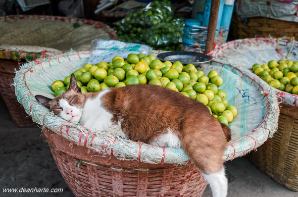 Almost overslept for #caturday  and perfect for #SilentSunday :)
