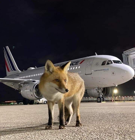 Picture of a Fox