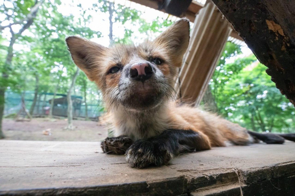 Picture of a Fox