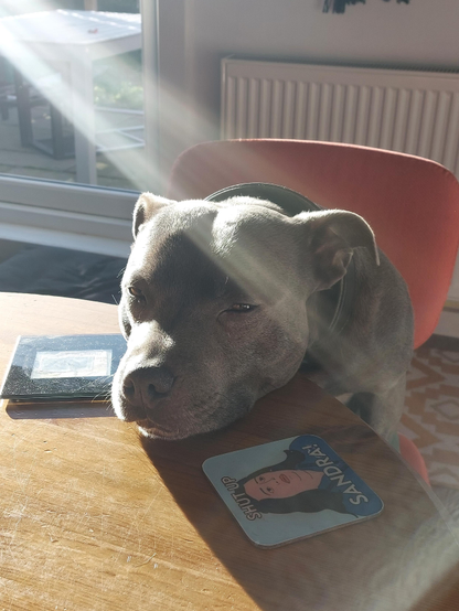 A handsome blue staffy dog, sitting on a chair at a dining table, with his head resting on the table and sunshine beaming across him from a large window in the background.