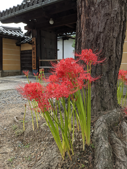 Red spider lilies (higanbana) bloom beside the path in Myoshin-ji.