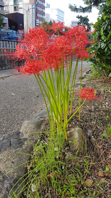 Higanbana can be seen growing by the wayside all across the city during autumn.