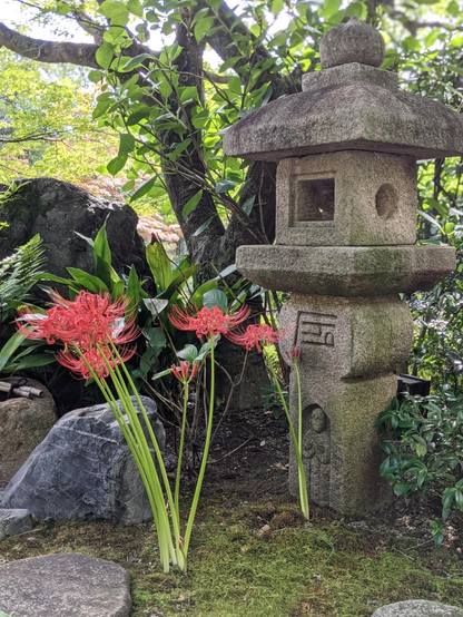 Higanbana and lantern in Taizo-in.