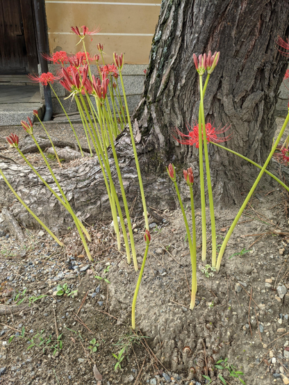Higanbana preparing to bloom in Myoshin-ji.