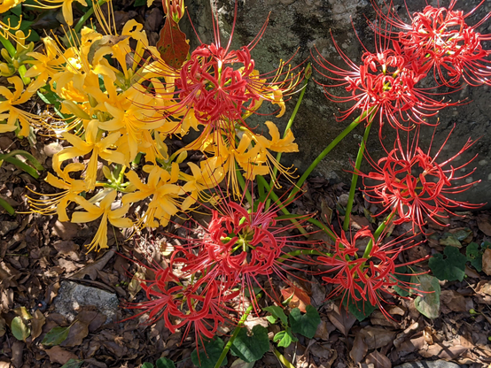 Red and yellow spider lilies at Umenomiya Taisha.