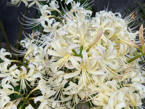 Gorgeous white spider lilies at Umenomiya Taisha.