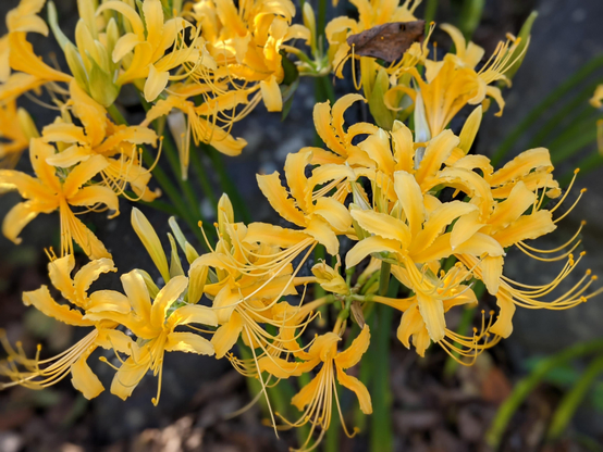Vivid yellow spider lilies at Umenomiya Taisha.